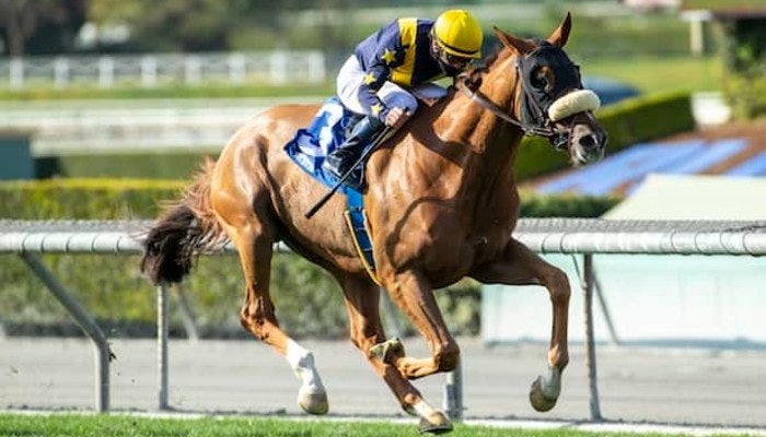 Gambling News 8 2021 eddie read stakes picks