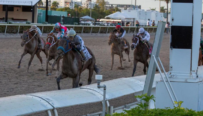 2023 Fountain of Youth Stakes Odds and Picks