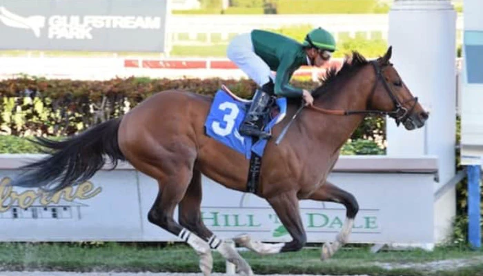 2023 Holy Bull Stakes Odds and Picks